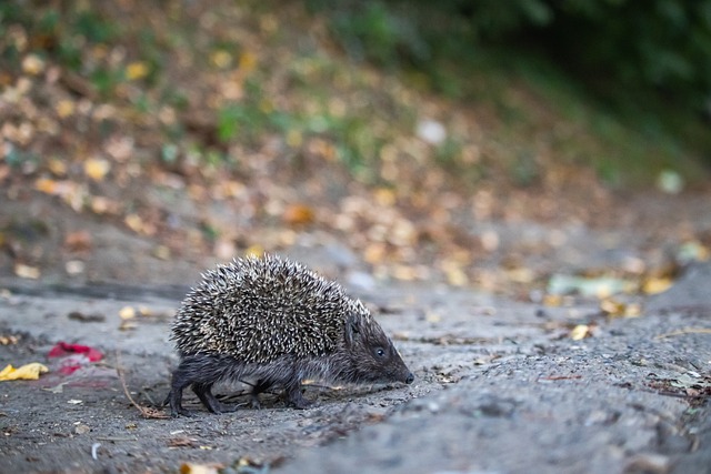 大橋暢談對決卡梅隆-約翰遜：這確實精彩 我們會互飆垃圾話.
