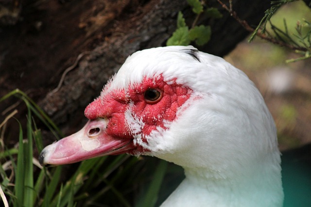 骑士对阵快 骑士对阵快